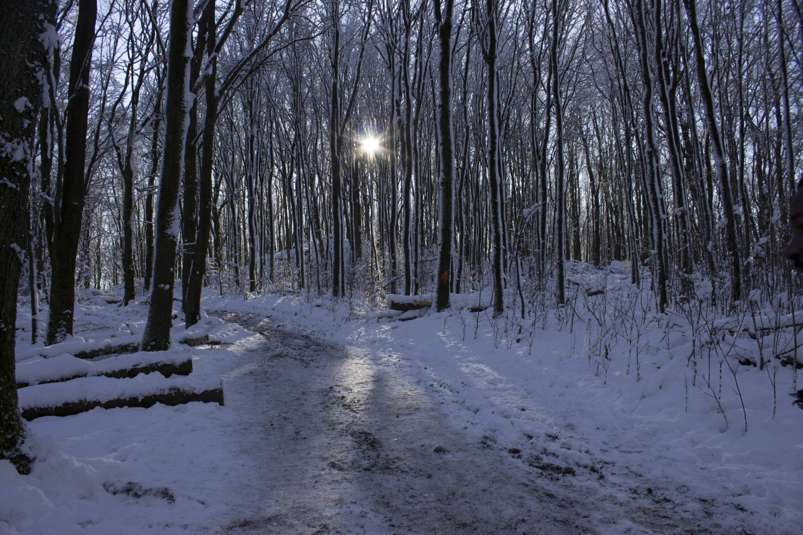Winterwald